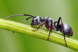 La fourmi heureuse