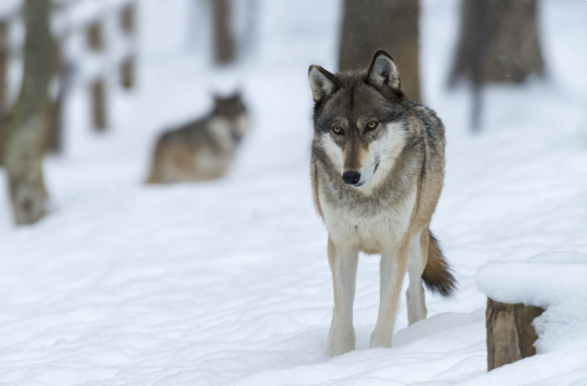 L’histoire des deux loups –  Nourrir ses forces positives